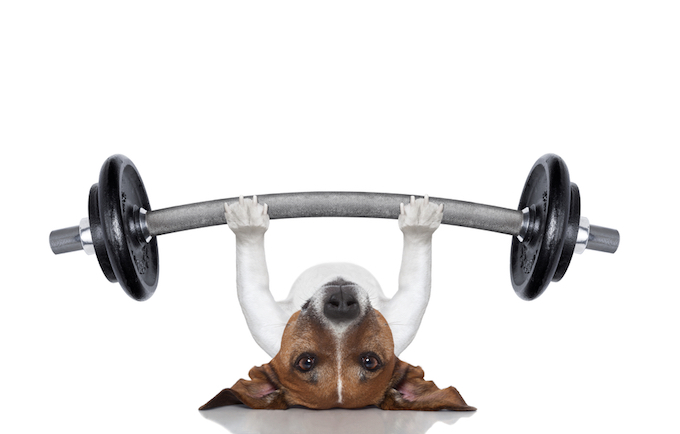 weightlifting dog