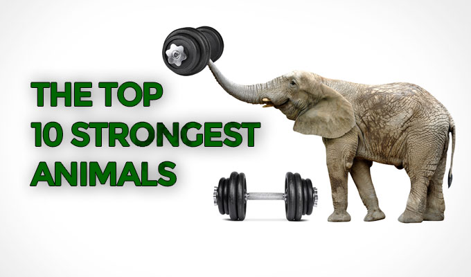 The-top-10-strongest-animals